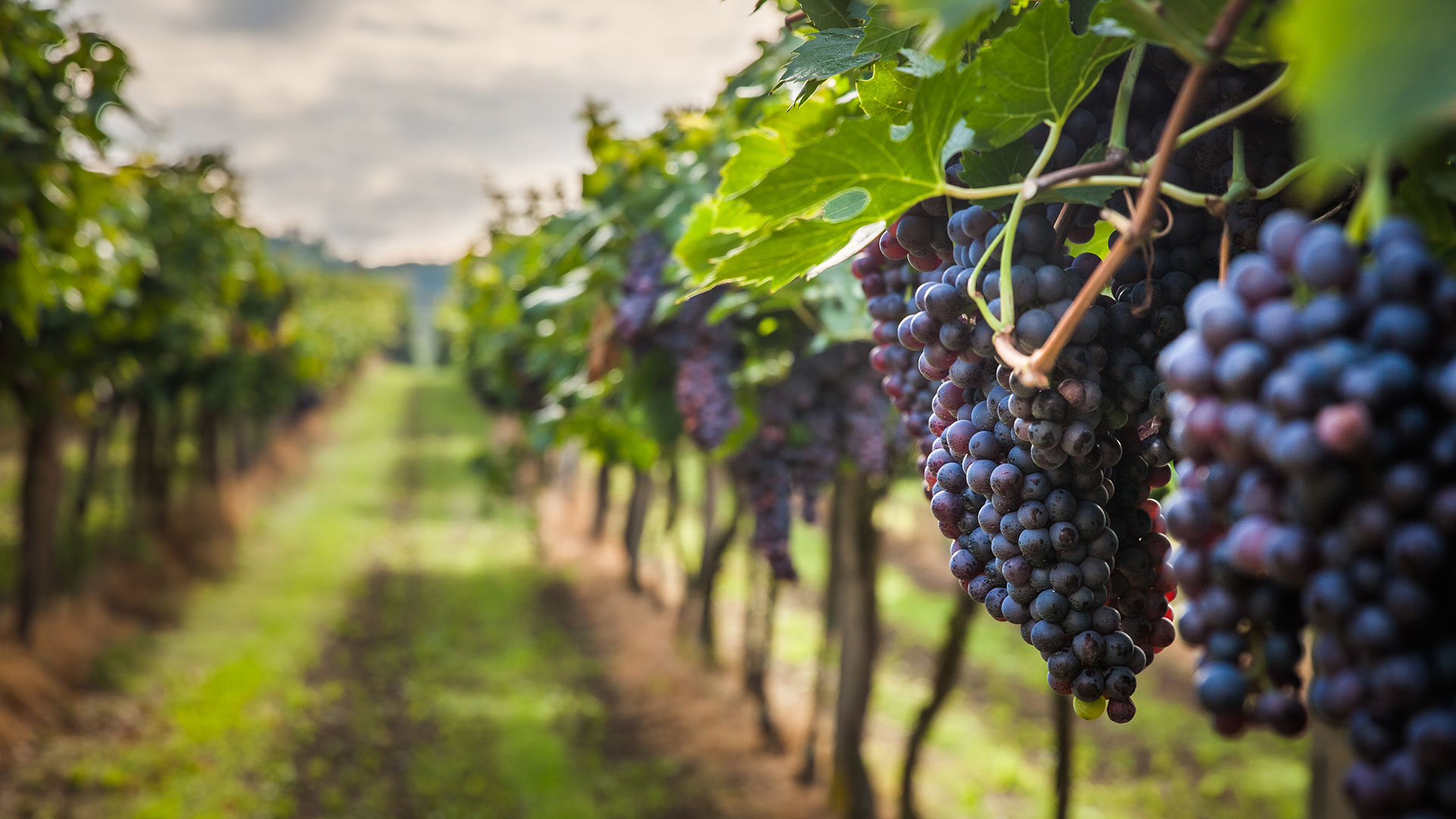 A large row of grape vines ready for harvest.